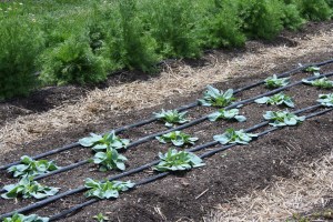 Horta do chef Thomas Keller