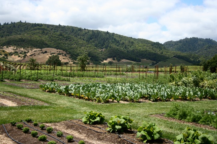 Horta orgânica do chef Thomas Keller, em Yountville