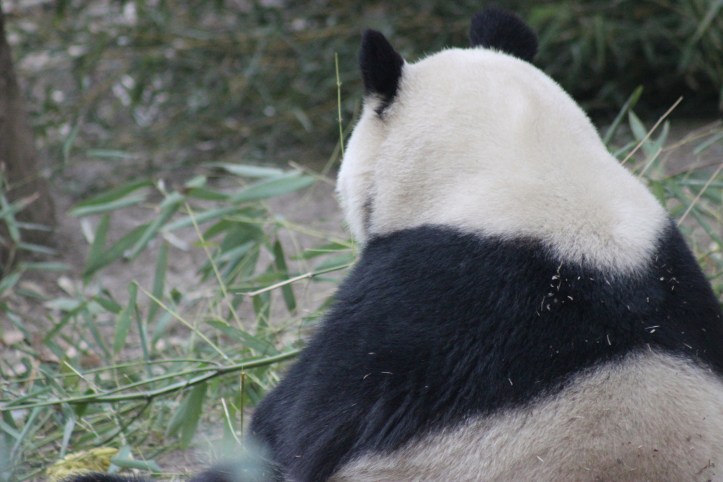 Chengdu / Foto de Carla Lencastre