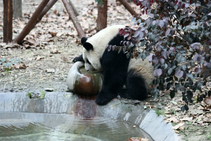 Panda-gigante em Chengdu
