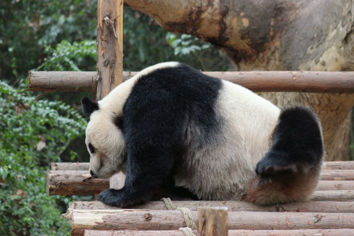 Chengdu / Foto de Carla Lencastre