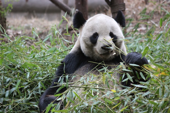 Chengdu / Foto de Carla Lencastre