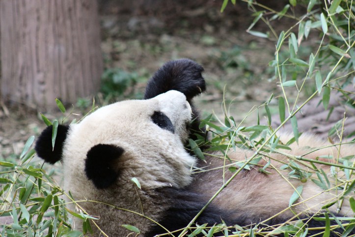 Chengdu / Foto de Carla Lencastre