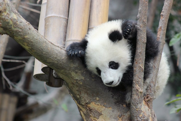 Chengdu / Foto de Carla Lencastre