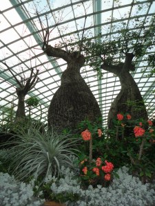 Baobás no Flower Dome