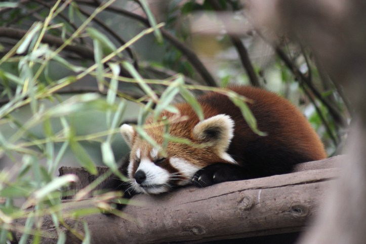 Chengdu / Foto de Carla Lencastre