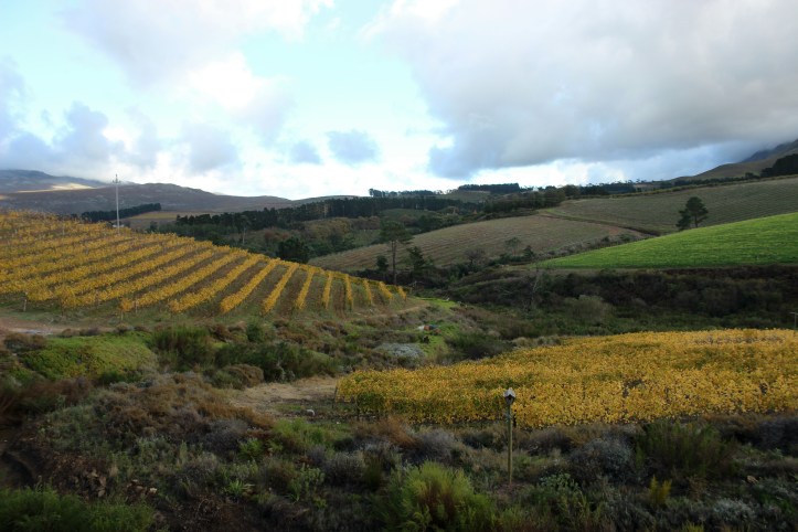 Vinhedos nos arredores de Hemanus