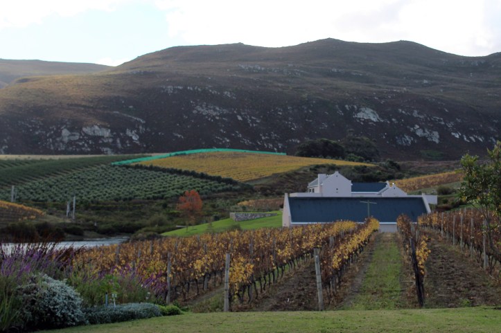 Vinhedos da Creation Wines