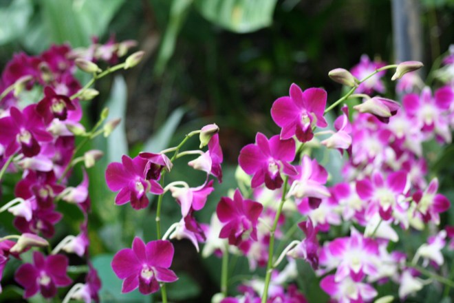 Orquídeas no Jardim Botânico