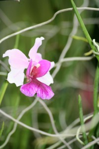 Cingapura / Foto de Carla Lencastre