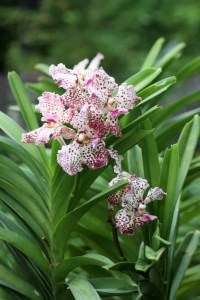 Cingapura / Foto de Carla Lencastre