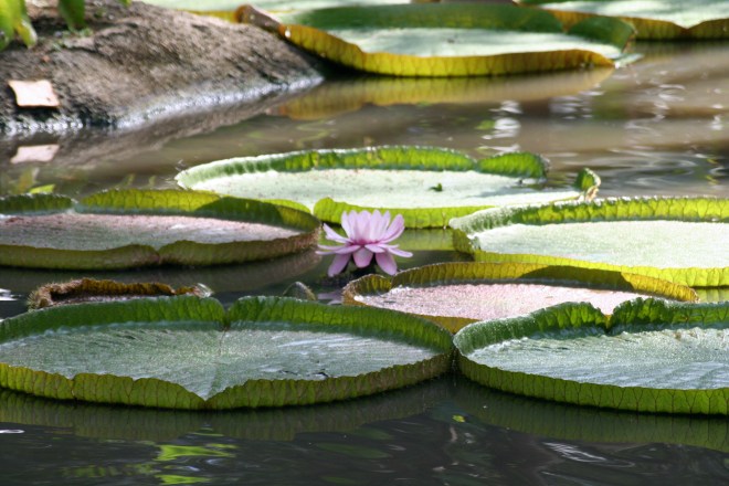 Vitórias-régias asiáticas