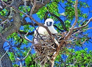 Fauna local na ilha do poderoso chefão / Foto de divulgação