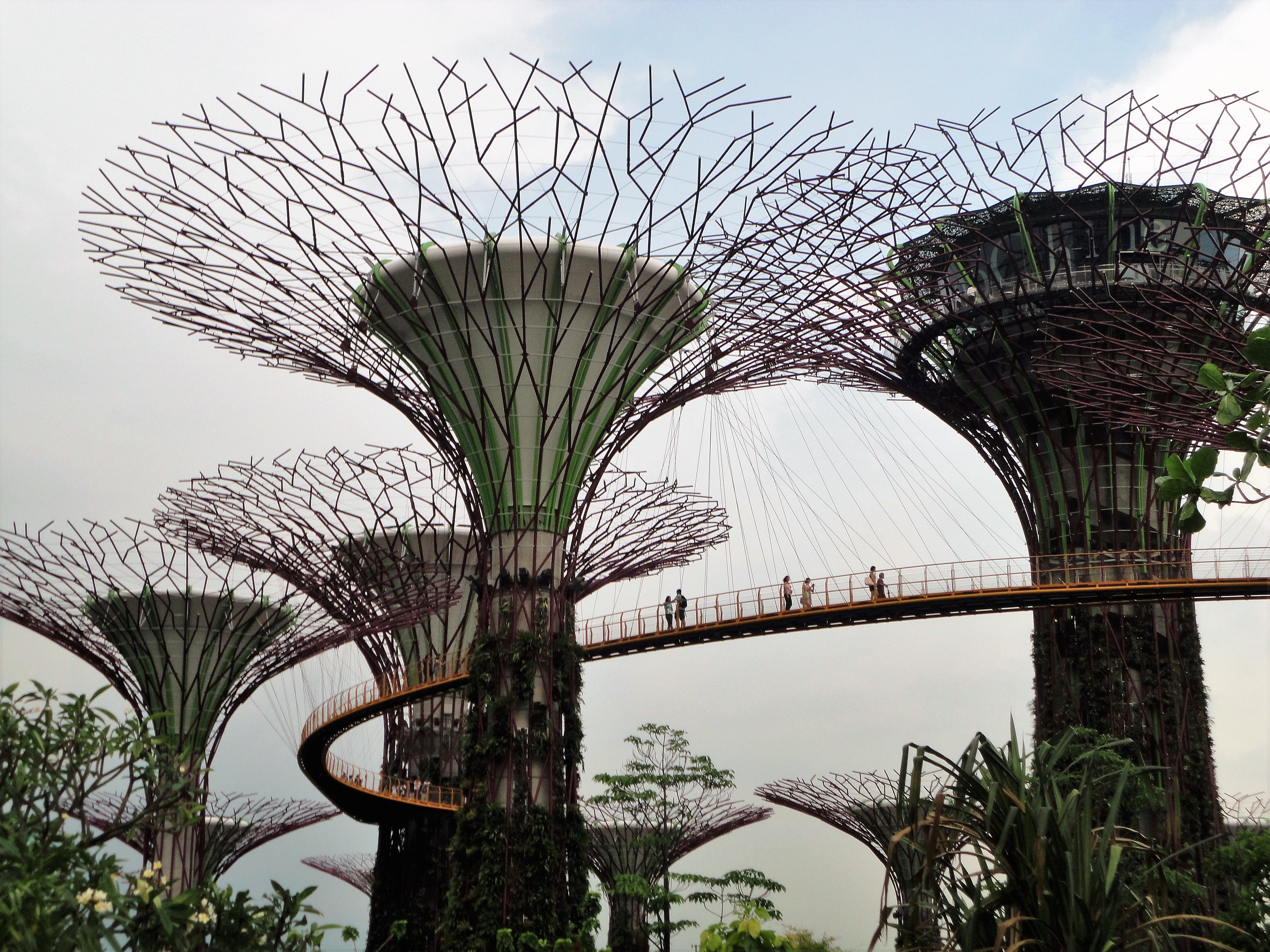 Supertrees, Gardens by the Bay, Singapore
