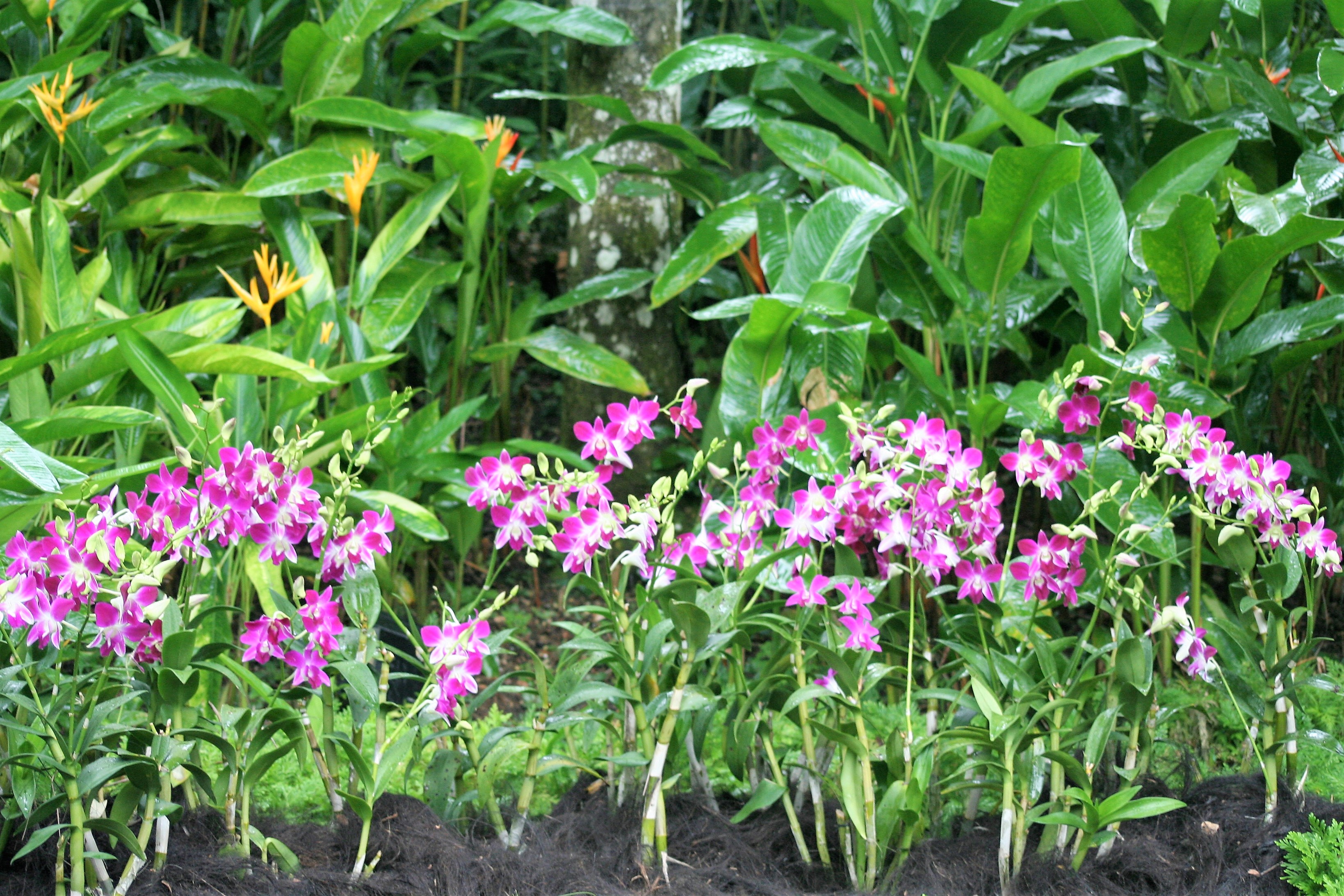 Orquídeas no Jardim Botânico de Singapura